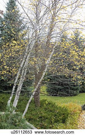 minnesota, suburban, brighton, new, landscape, autumn View Large Photo Image Stock Image - minnesota, suburban, brighton, new, landscape, autumn. Fotosearch