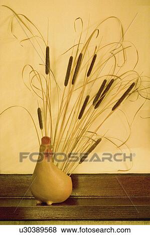 Stock Photo - minnesota, tails, paul, vase, rooster, cat. Fotosearch