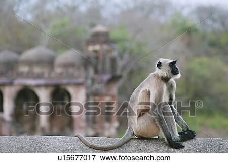 Stock Photo - monkey, langur, black, indian, ranthambore. Fotosearch