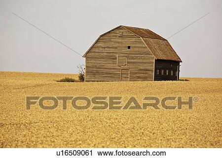 moose, barn, northeast, field, wheat, old View Large Photo Image Stock Image - moose, barn, northeast, field, wheat, old. Fotosearch