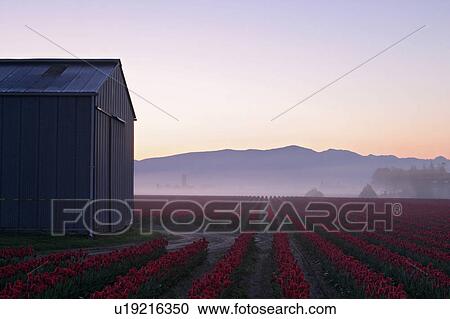 morning, rows, early, tulips, red, barn View Large Photo Image Stock Image - morning, rows, early, tulips, red, barn. Fotosearch