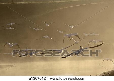 morning, white, through, flight, pelicans, american View Large Photo Image Picture - morning, white, through, flight, pelicans, american. Fotosearch