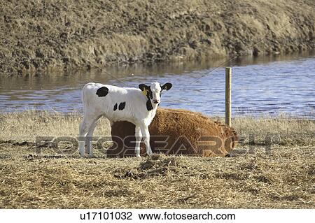 mother, white, resting, standing, calf, black View Large Photo Image Stock Image - mother, white, resting, standing, calf, black. Fotosearch