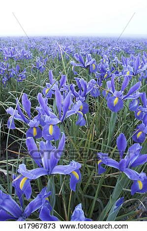 mount, blue, morning, foggy, iris, field View Large Photo Image Stock Image - mount, blue, morning, foggy, iris, field. Fotosearch