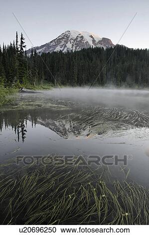mount, floating, lakes, reflection, surface, grasses View Large Photo Image Stock Image - mount, floating, lakes, reflection, surface, grasses. Fotosearch