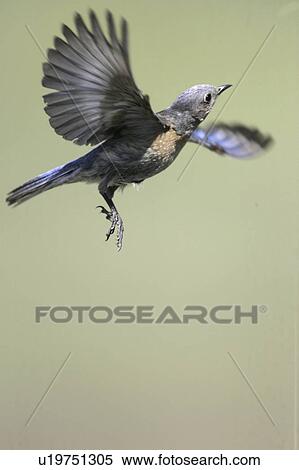 mountain, sedalia, flight, bluebird, female View Large Photo Image Stock Photography - mountain, sedalia, flight, bluebird, female. Fotosearch