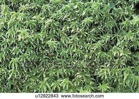 Stock Image - mountians, green, cascade, washington, sphagnum, common. Fotosearch