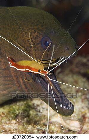 Picture - mouth, moray, cleaner, eel, shrimp, giant. Fotosearch