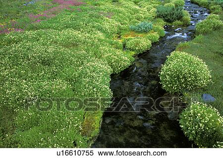 Stock Photography - mt, lined, mount, paradise, stream, wildflower. Fotosearch