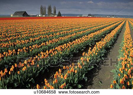 Stock Photo - mt, orange, mount, tulips, red, field. Fotosearch