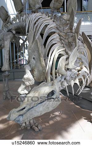 Stock Image - museum, stegosaurus, science, exhibit, dinosaur, prehistoric. Fotosearch