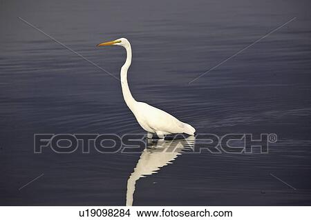 myaka, egret, pond, off, reflection, great View Large Photo Image Picture - myaka, egret, pond, off, reflection, great. Fotosearch