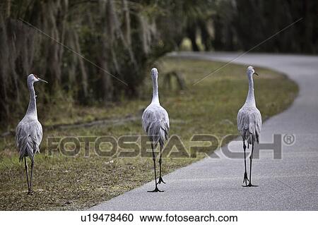 Stock Image - myaka, sandhill, road, walking, cranes, three. Fotosearch