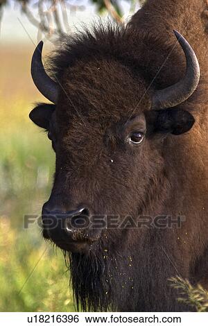 national, female, teton, grand, bison, head View Large Photo Image Stock Photograph - national, female, teton, grand, bison, head. Fotosearch