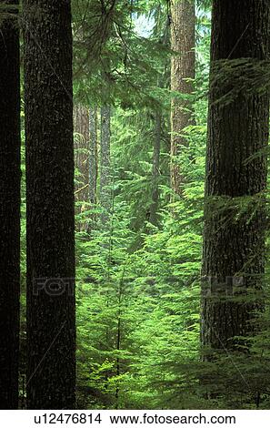 national, forest, cascade, growth, wa, rainier View Large Photo Image Picture - national, forest, cascade, growth, wa, rainier. Fotosearch