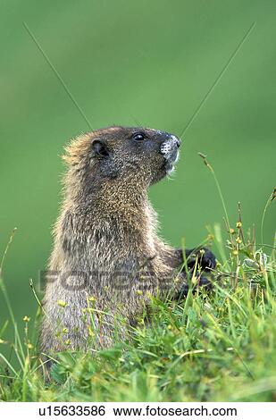 national, mountain, county, berkeley, green, cute View Large Photo Image Stock Photograph - national, mountain, county, berkeley, green, cute. Fotosearch