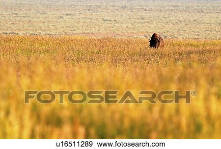 national, prairie, teton, grand, landscape, bison View Large Photo Image Stock Photo - national, prairie, teton, grand, landscape, bison. Fotosearch
