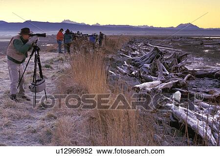 Stock Image - nature, morning, snohomish, wildlife, outdoors, watching. Fotosearch