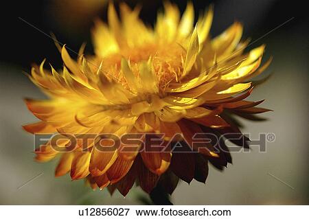 Stock Photo - nature, siempreviva, reproduction, plant, flower, strawflower. Fotosearch