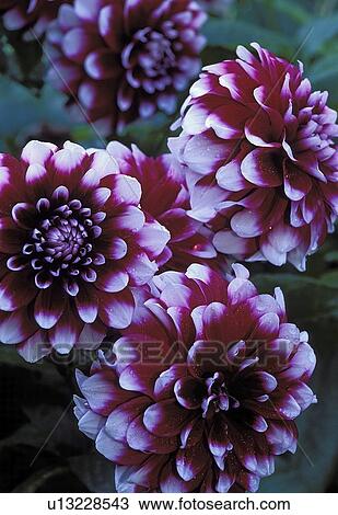 new, decorative, asteraceae, ryan, dahlias, formal View Large Photo Image Stock Image - new, decorative, asteraceae, ryan, dahlias, formal. Fotosearch