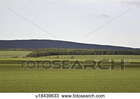 Stock Image - new, mountain, canada, manitoba, friendly, duck. Fotosearch