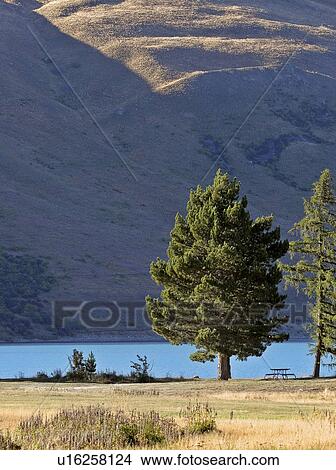 new, tekapo, scenic, island, south, lake View Large Photo Image Picture - new, tekapo, scenic, island, south, lake. Fotosearch