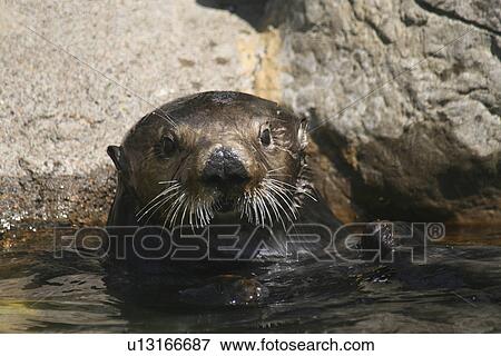 Stock Photo - newport, otter, aquarium, coast, oregon, sea. Fotosearch
