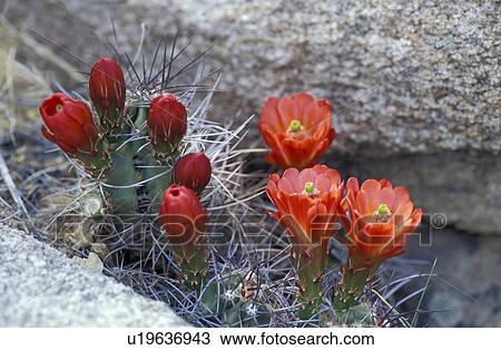 Stock Image - nine, rocks, twenty, cup, claret, cactus. Fotosearch
