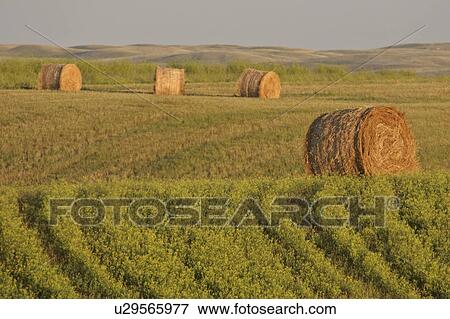 north, bales, hills, crops, ripening, hay View Large Photo Image Stock Photo - north, bales, hills, crops, ripening, hay. Fotosearch