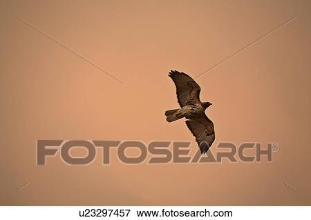Stock Photo - north, hawk, large, jamaicensis, buteo, redtailed. Fotosearch