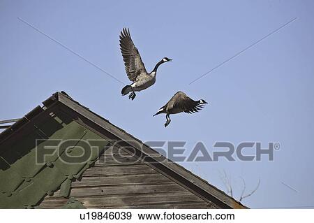old, canada, flight, take, geese, two View Large Photo Image Stock Photo - old, canada, flight, take, geese, two. Fotosearch