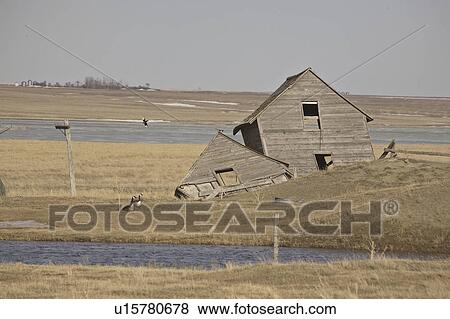 Stock Photo - old, geese, yard, magpies, blackbilled, canada. Fotosearch