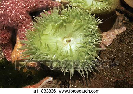 or, anemone, newport, life, tidepool, sea View Large Photo Image Stock Photograph - or, anemone, newport, life, tidepool, sea. Fotosearch