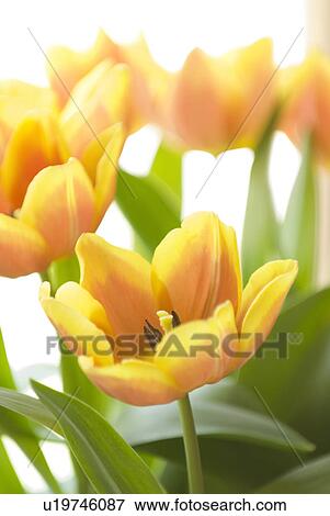 Stock Photo - orange, tulipa, yellow, red, flower, tulip. Fotosearch