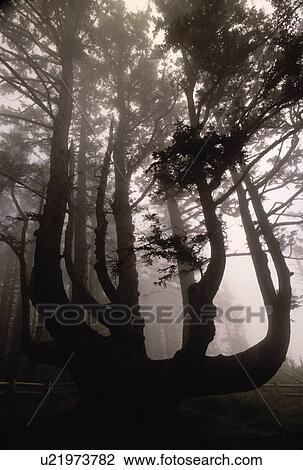 Stock Image - oregon, forest, usa, cape, tillamook, arms. Fotosearch
