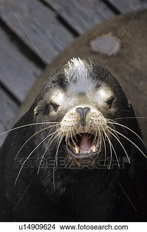 Picture - oregon, lion, barking, or, newport, sea. Fotosearch