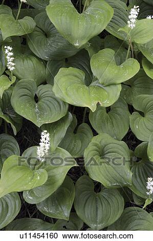oregon, patterns, noeport, or, newport, leaf View Large Photo Image Stock Image - oregon, patterns, noeport, or, newport, leaf. Fotosearch