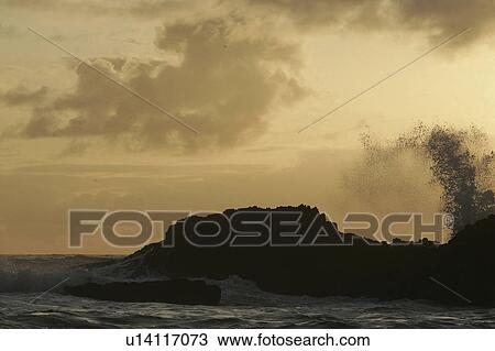 Stock Image - oregon, waves, or, rock, seal, crashing. Fotosearch