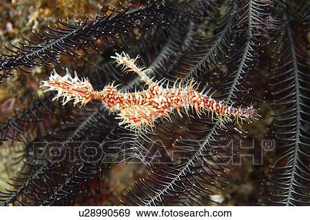 Stock Photo - paradoxus, ghost, solenostomus, ornate, pipefish, harlequin. Fotosearch