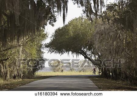 Picture - park, covered, state, myaka, road, tree. Fotosearch