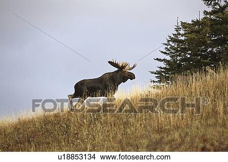 Picture - park, moose, interprovincial, hills, cypress, bull. Fotosearch