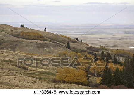 park, point, interprovincial, hills, cypress, high View Large Photo Image Stock Photo - park, point, interprovincial, hills, cypress, high. Fotosearch