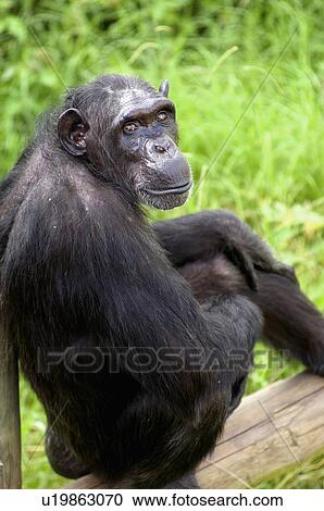 part, closes, special, relatives, living, chimpanzees View Large Photo Image Stock Image - part, closes, special, relatives, living, chimpanzees. Fotosearch