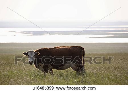 Stock Photo - pasture, background, lake, cow. Fotosearch