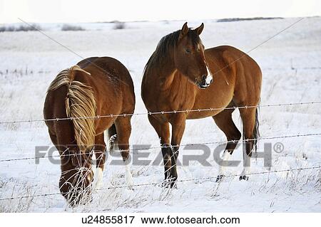 pasture, brownish, covered, snow, horses, two View Large Photo Image Stock Photo - pasture, brownish, covered, snow, horses, two. Fotosearch