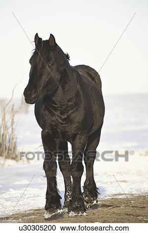 Stock Image - pasture, draught, covered, snow, horse, black. Fotosearch