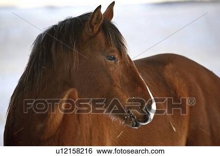 pasture, horse, winter, side, looking, brownish View Large Photo Image Stock Photograph - pasture, horse, winter, side, looking, brownish. Fotosearch