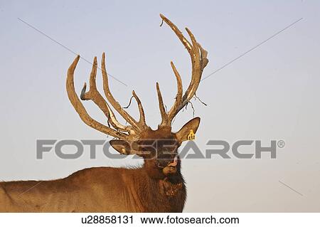 Stock Image - peeling, farm, velvet, its, elk, bull. Fotosearch