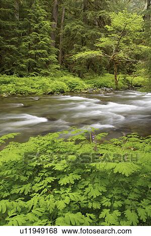 Stock Photo - peninsula, river, park, national, olympic, soleduck. Fotosearch