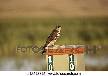 Stock Photography - perched, eyebrow, service, telephone, merlin. Fotosearch
